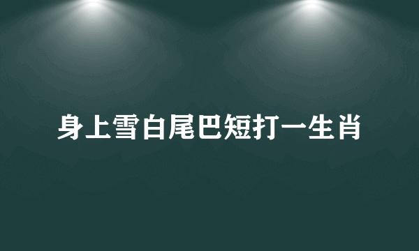 身上雪白尾巴短打一生肖