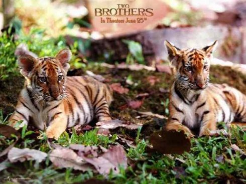 虎兄虎弟的幕后花絮