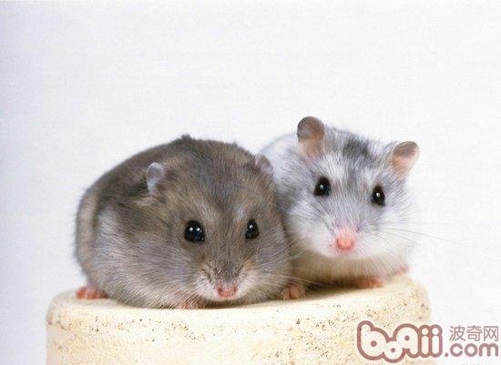 我家仓鼠得湿尾症了！！怎么办啊！