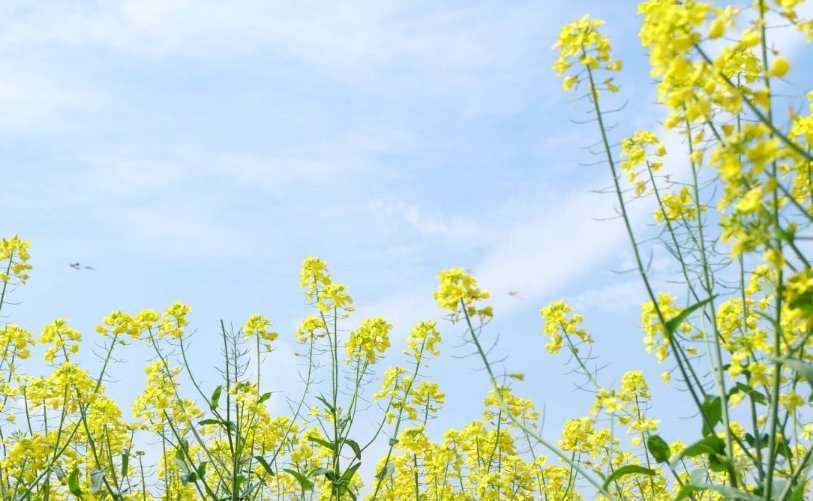 朱自清的代表作散文有什么