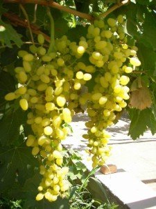 吐鲁番无核白葡萄的介绍