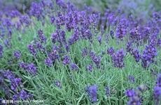 谁能提供紫色的花的名称，花语和图片