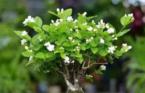 植物的名称有哪些？