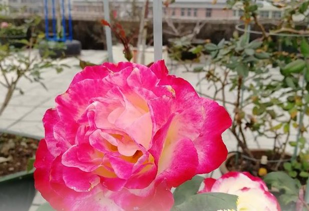 月季红双喜适合广东种吗？