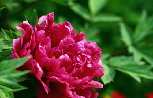 植物的名称有哪些？