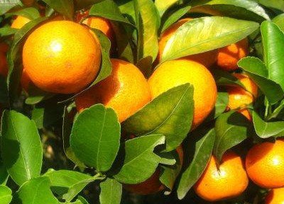 邓组词有哪些？？