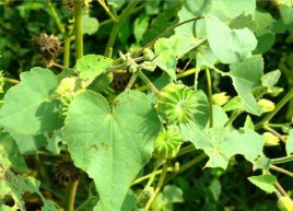 农村常见的野生茼麻有什么作用？