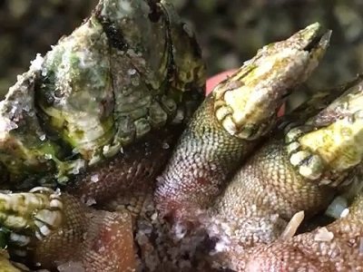 佛手螺怎么个吃啊？？？肉在哪里啊？？？是和那个爪一起吃吗？