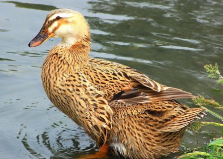麻鸭和白鸭的区别?