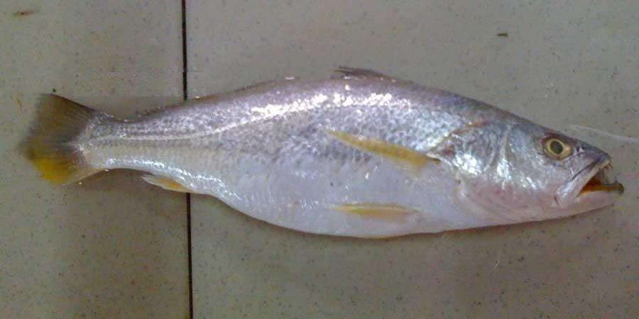 中文翻译拉丁文转换，三齿鱼