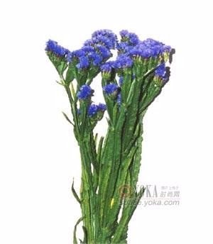 谁能提供紫色的花的名称，花语和图片