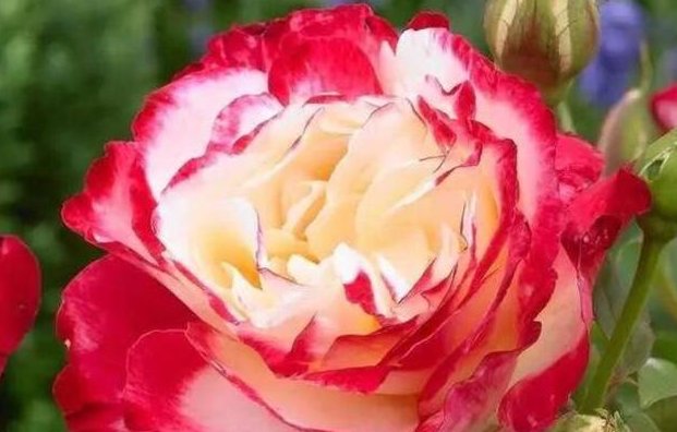 月季红双喜适合广东种吗？