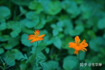 喜欢是什么？爱是什么？