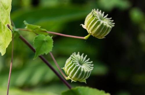 农村常见的野生茼麻有什么作用？