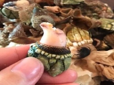 佛手螺怎么个吃啊？？？肉在哪里啊？？？是和那个爪一起吃吗？