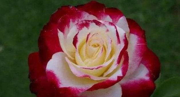 月季红双喜适合广东种吗？