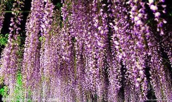 谁能提供紫色的花的名称，花语和图片