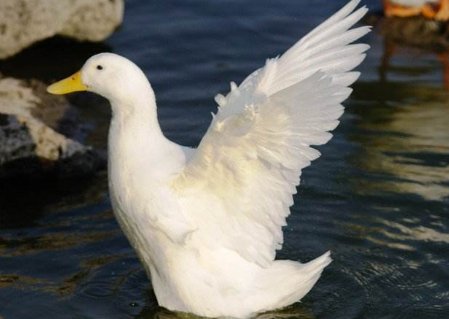 麻鸭和白鸭的区别?