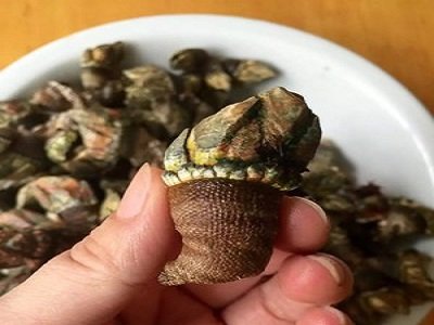 佛手螺怎么个吃啊？？？肉在哪里啊？？？是和那个爪一起吃吗？