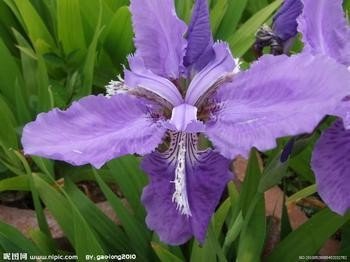 谁能提供紫色的花的名称，花语和图片