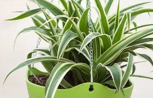 植物的名称有哪些？