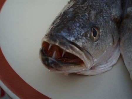 中文翻译拉丁文转换，三齿鱼