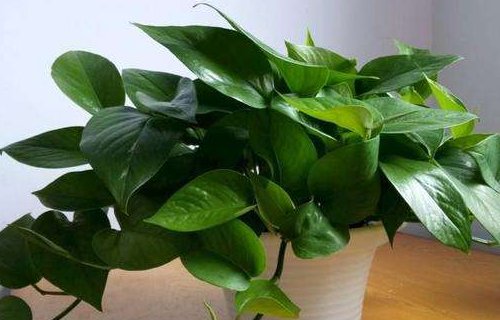 植物的名称有哪些？