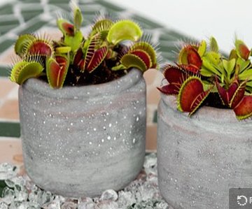 高分！捕蝇草要怎么养？