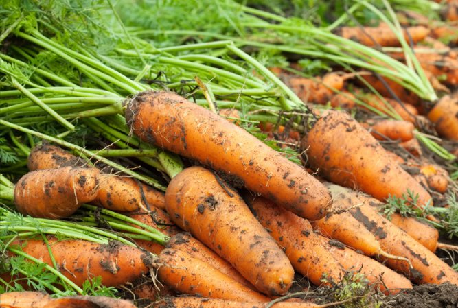 胡萝卜热量那么低，一根才25大卡。而人体每天需要消耗几千大卡热量。只吃胡萝卜，一天吃三根，吃进去的