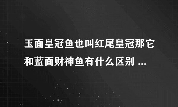玉面皇冠鱼也叫红尾皇冠那它和蓝面财神鱼有什么区别 是一个品种吗？我看了图片找不出来区别 专业的可以