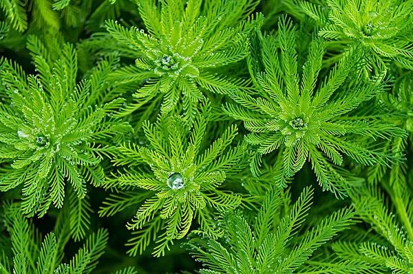 凤凰草适合长什么环境 有没有凤凰草的图片啊？谢谢。