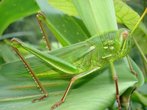 昆虫图片带名字