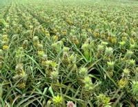 谁能帮我找一下菠萝树的图片，菠萝树是不是像玉米杆一样啊？？?