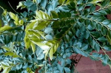 小叶紫檀盆景和黑骨香盆景的区别在哪 怎么分辨 详细点 别粘贴