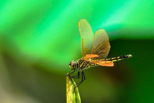 昆虫图片带名字