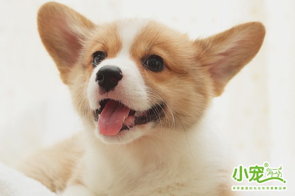 就业方向想当个宠物医生应该学习什么专业？