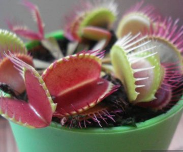 高分！捕蝇草要怎么养？