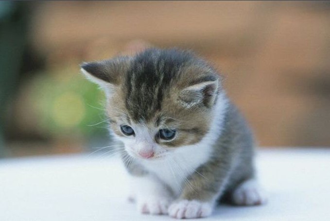 小公猫几个月的时候做绝育合适 需要注意些什么呢