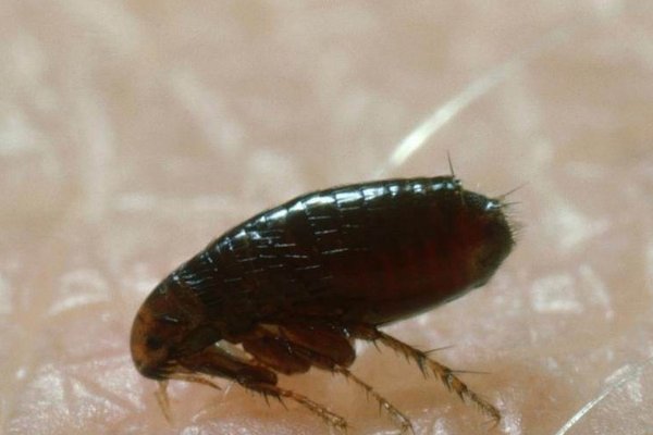 杀跳蚤用什么药最好？求推荐。