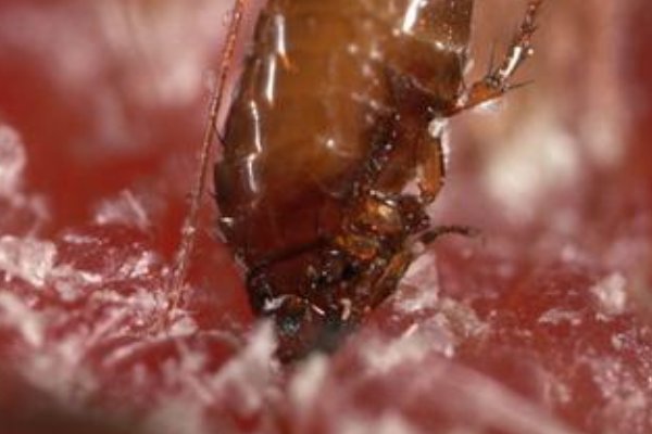 杀跳蚤用什么药最好？求推荐。