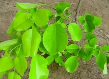 小叶紫檀盆景和黑骨香盆景的区别在哪 怎么分辨 详细点 别粘贴