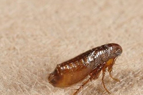 杀跳蚤用什么药最好？求推荐。