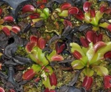 高分！捕蝇草要怎么养？