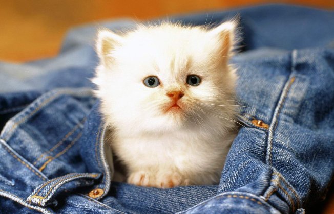 小公猫几个月的时候做绝育合适 需要注意些什么呢