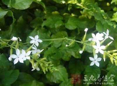 白雪花的植物简介