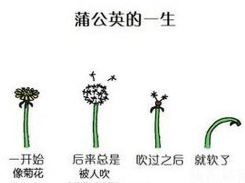 儿童画 蒲公英怎么画