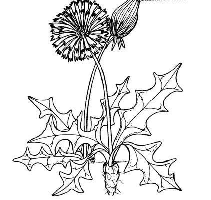 儿童画 蒲公英怎么画