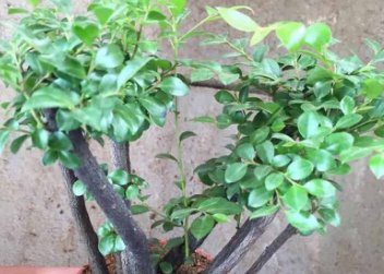 小叶紫檀盆景和黑骨香盆景的区别在哪 怎么分辨 详细点 别粘贴