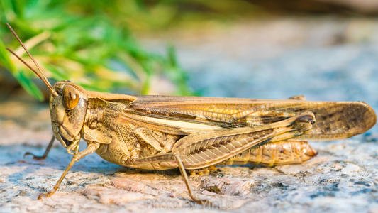 昆虫图片带名字