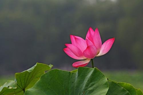 夏天的植物有哪些，特点是什么